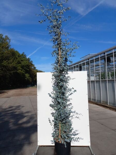 Mostgummi-Eukalyptus (Eucalyptus gunnii), Tasmanischer Eukalyptus 250–300 cm im Container C30, schlanker Stamm mit silbrigem Laub