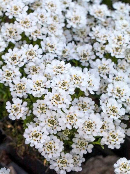 Schleifenblume 'Nevina' / Schleifenblume 'Nevina'