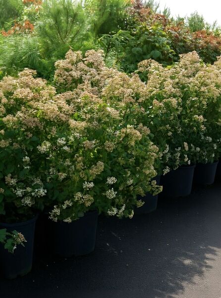 Viburnum tinus (Mittelmeer-Schneeball) 80–100 cm C25 im Container, buschiger Strauch mit grünen Blättern und Blütenständen