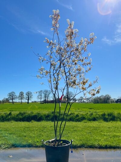Kupfer-Felsenbirne 200 - 250 cm Schirmform / Amelanchier lamarckii (876185)
