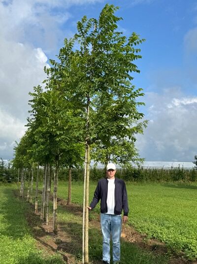 Juglans nigra (Schwarznuss) Hochstamm 18-20 StU m. Db., junger Baum mit aufrechtem Stamm und grüner Krone im Feldbestand.