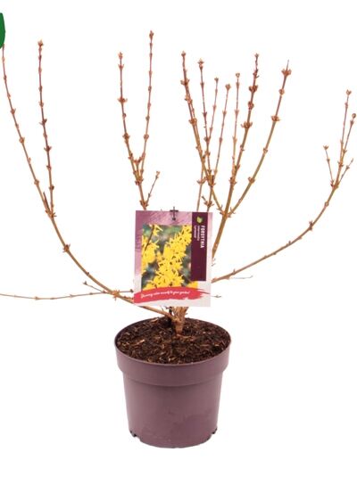 Forsythie 'Lynwood' / Goldglöckchen 'Lynwood' / Forsythia intermedia 'Lynwood'