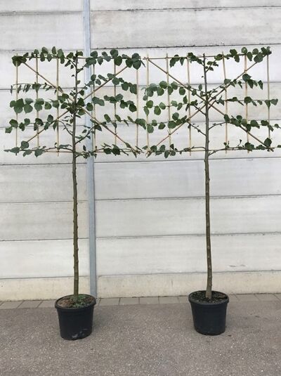 Kaiserlinde 'Hochstamm-Spalier' H:120 B:120 T:10 (Stamm 200 cm) / Tilia europaea 'Pallida'
