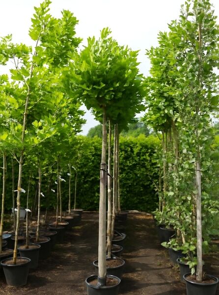 Platanus acerifolia 'Alphen's Globe' / Kugel-Platane 'Alphen's Globe', Hochstamm mit kugeliger Krone im Container, 225 cm, 14-16 StU