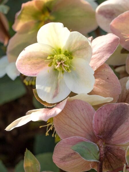 Christrose 'Anna ®' / Helleborus x nigercors 'Anna ®'
