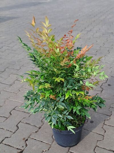 Nandina domestica 'Gulf Stream' (Himmelsbambus) im Topf, 30-40 cm C5, buschiger Wuchs mit grünem und rötlichem Laub