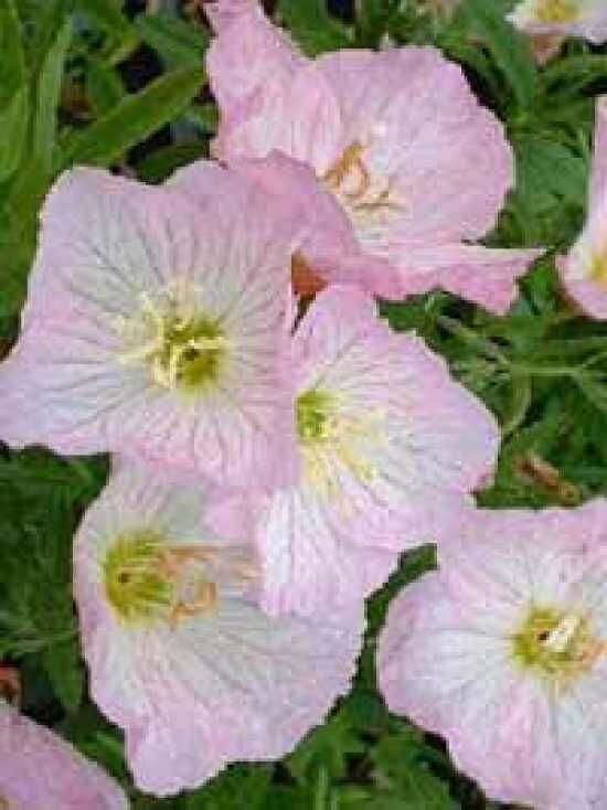 Nachtkerze Siskiyou Oenothera Speciosa Siskiyou Kaufen