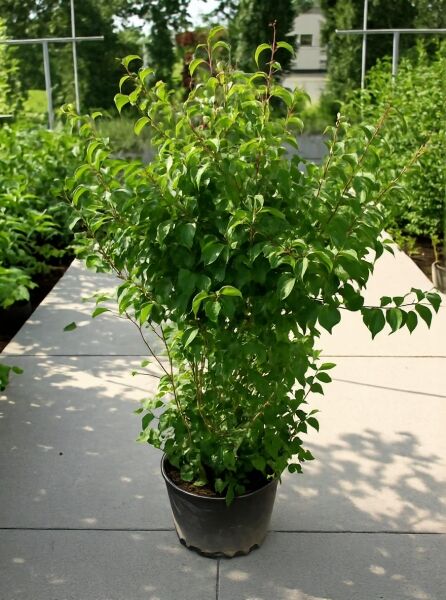 Cornus kousa (Japanischer Blumen-Hartriegel) im Topf C20, 125–150 cm, mehrstämmiger Zierstrauch mit grünem Laub.