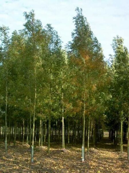 Fraxinus angustifolia 'Raywood' (Purpur-Esche) Hochstamm 25-30 StU, schlanke Stämme mit aufrechter Krone und Laub.