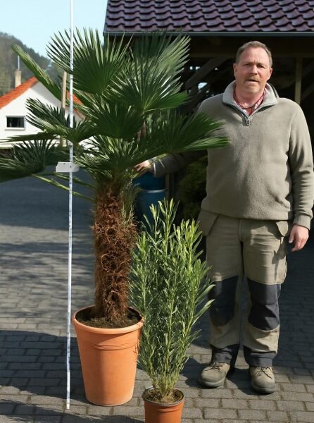 Trachycarpus wagnerianus / Wagners Hanfpalme, 60 cm Stamm, im Topf (C50) mit fächerförmigen grünen Blättern.