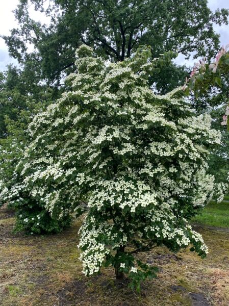Chinesischer Blumen-Hartriegel / Cornus kousa var. chinensis 200-300 cm breit x 350-400 cm hoch 