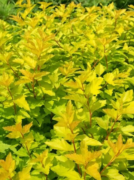 Physocarpus opulifolius 'Luteus' / Gold-Blasenspiere 'Luteus' mit gelbgrünem Laub und rötlichen Trieben im dichten Wuchs