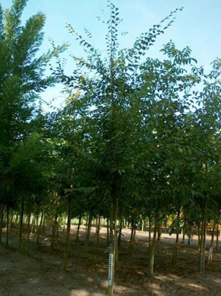 Zelkova serrata 'Green Vase' / Japanische Zelkove 'Green Vase', Keakibaum Hochstamm 18-20 StU, mehrstämmiger Baum im Feldbestand