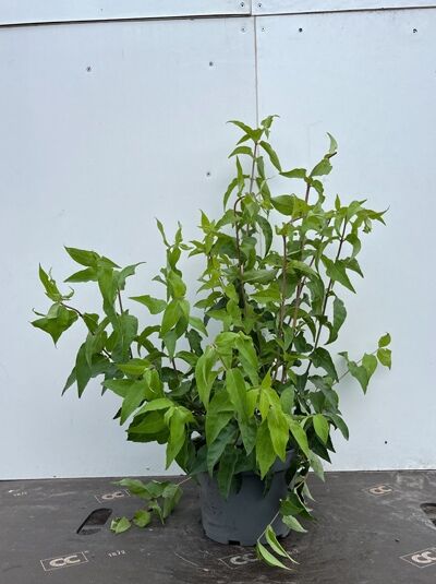 Deutzie 'Plena' (Deutzia scabra 'Plena') im Topf, buschiger Strauch mit grünen Blättern, 50–60 cm, C3