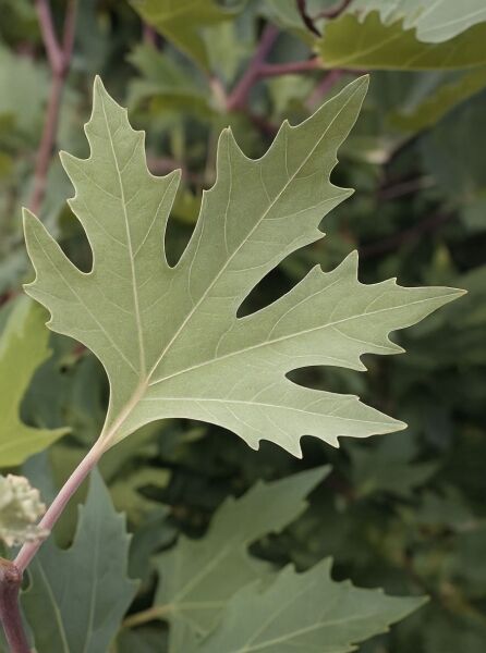 Platanus orientalis var. cuneata (Morgenländische Platane cuneata) – gelapptes, hellgrünes Blatt mit ausgeprägten Adern
