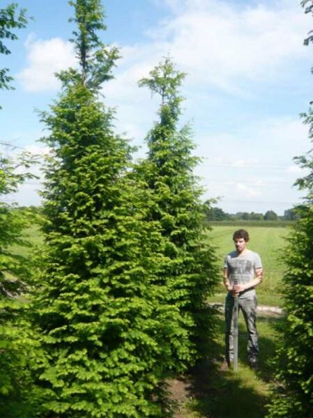 Urweltmammutbaum / Wasserlärche / Wassertanne  / Urweltmammutbaum / Wasserlärche / Wassertanne 