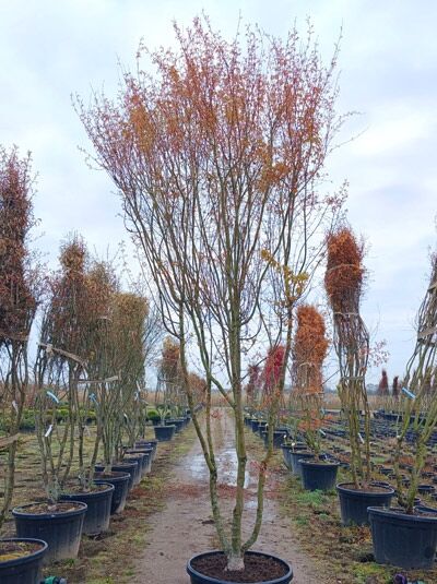 Japanischer Fächer-Ahorn 'Ueno-yama' - Acer palmatum 'Ueno-yama'