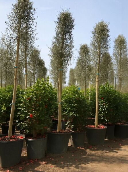 Cipressino-Olive (Olea europaea 'Cipressino') Hochstamm 14-16 StU im Container, schlanke Krone, graugrünes Laub.