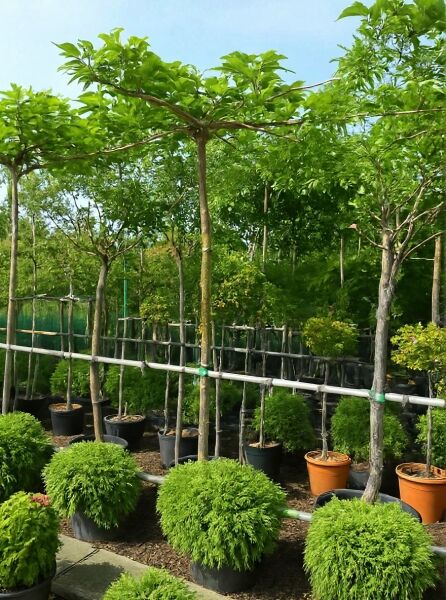 Morus alba 'Macrophylla' (platanifolia), Platanenblättriger Maulbeerbaum 'Macrophylla' als Dachbaum im Container in Baumschule.