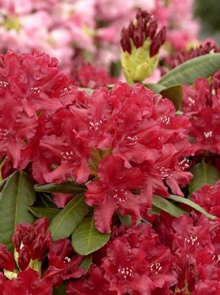 Rhododendron 'Torero' -S- / Rhododendron 'Torero' -S-