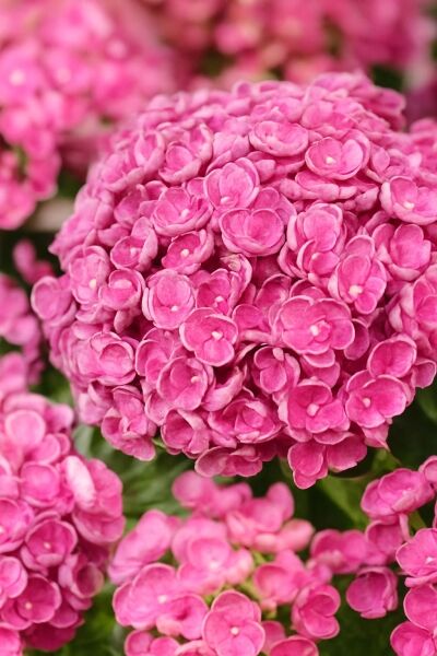 Bauern-Hortensie 'Hovaria Hopcorn'® Pink / Bauern-Hortensie 'Hovaria Hopcorn'® Pink