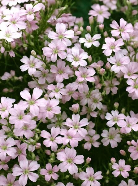 Teppich-Schleierkraut Gypsophila repens 'Rosea' mit zahlreichen zartrosa Blüten und grünen, feinen Trieben in Nahaufnahme.