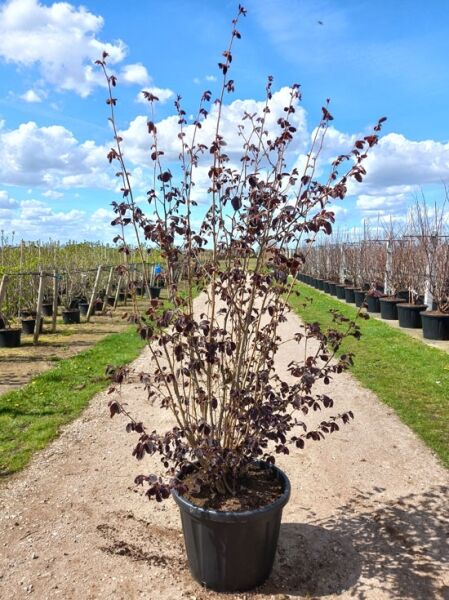Purpur-Hasel / Blut-Hasel / Corylus maxima 'Purpurea'