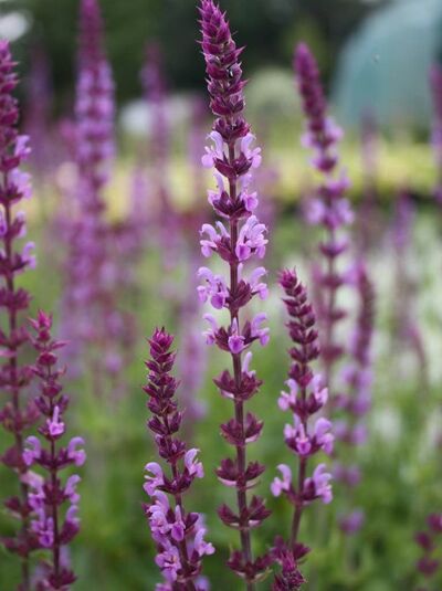 Garten-Salbei 'Amethyst' / Salvia nemorosa 'Amethyst'