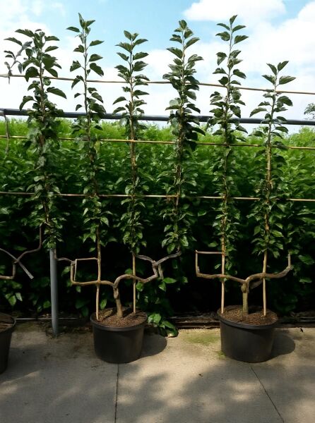 Apfel ‘Jonagold’ (Malus domestica ‘Jonagold’) als Spalier in doppelter U-Form, im Topf C50, an Stäben gebunden.