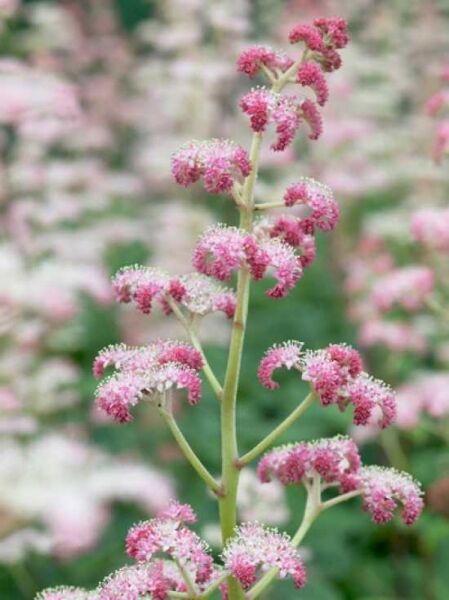 Schaublatt 'Superba' / Schaublatt 'Superba'