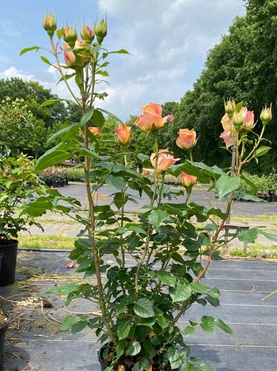 Edelrose 'Better Times' ® / Edelrose 'Better Times' ®