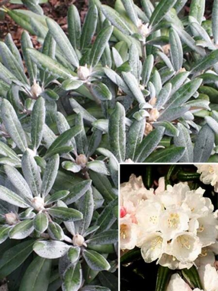 Rhododendron yakushimanum 'Koichiro Wada Dekora' / Rhododendron 'Koichiro Wada Dekora'