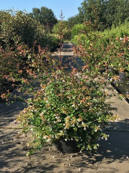 Großblumige Abelie (Abelia grandiflora) im 60-80 cm hohen Topf C20 mit grünen Blättern und hellen Blüten.