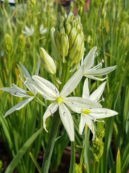 Prärielilie 'Alba' (Camassia leichtlinii 'Alba') mit weißen, sternförmigen Blüten und Knospenstand am Stiel.