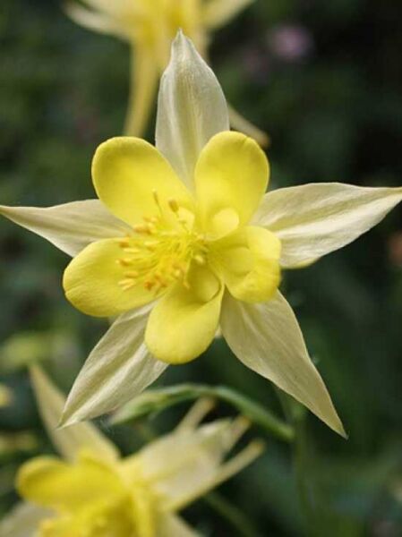 Aquilegia caerulea (State-Serie) 'Florida' / Akelei