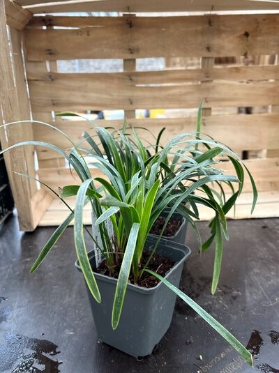 Liriope muscari 'Variegata (Gold Banded)' / Lilientraube 'Variegata (Gold Banded)', P9 Topf, grün-gelb panaschierte Blätter