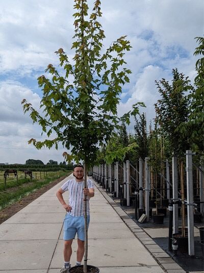 Rot-Ahorn 'Autumn Blaze' (Acer freemanii) Hochstamm 12-14 StU im Container, junger Stammbaum mit grünem Laub.