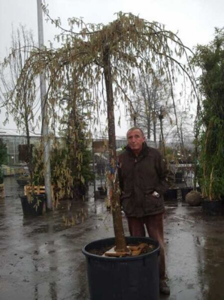 Carpinus betulus 'Pendula' Trauer-Hainbuche als Hochstamm 25-30 StU im Container, überhängende Krone mit Blättern.