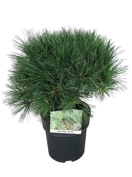 Weymouths-Kiefer 'Minima' - Pinus strobus 'Minima'
