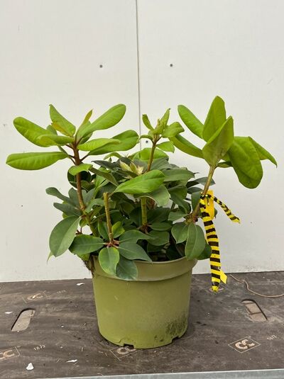 Rhododendron Hybride 'Germania' (Rhododendron 'Germania') 20-30 cm C2 im Topf mit grünem Laub und Knospen