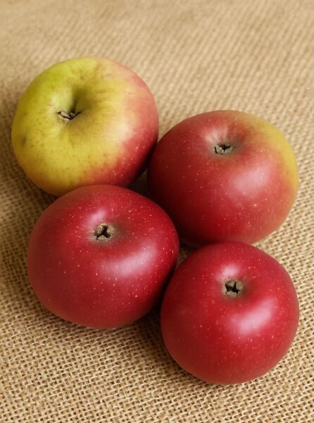 Malus domestica 'Keulemann' / Apfel 'Keulemann', vier rot-gelb gefärbte Äpfel in Nahaufnahme.