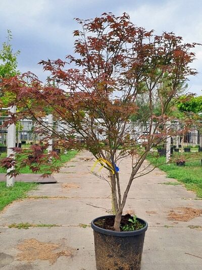 Roter Fächer-Ahorn 175-200 cm - Acer palmatum 'Atropurpureum' (876227)