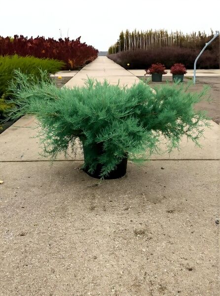 Blauer Pfitzer-Wacholder (Juniperus pfitzeriana 'Pfitzeriana Glauca') 100-125 cm breit im C20 Container-Topf