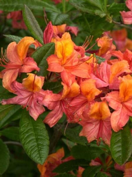 Sommergrüne Azalee 'Pallas' / Azalea luteum 'Pallas' (Genter-Hybrid)