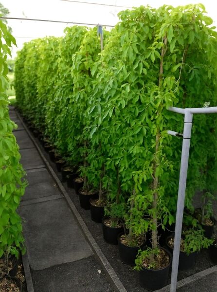 Parthenocissus quinquefolia 'Engelmannii', Selbstklimmender Mauerwein 'Engelmannii', Engelsmann-Wein 150-175 cm C7 im Topf mit Ranktrieb
