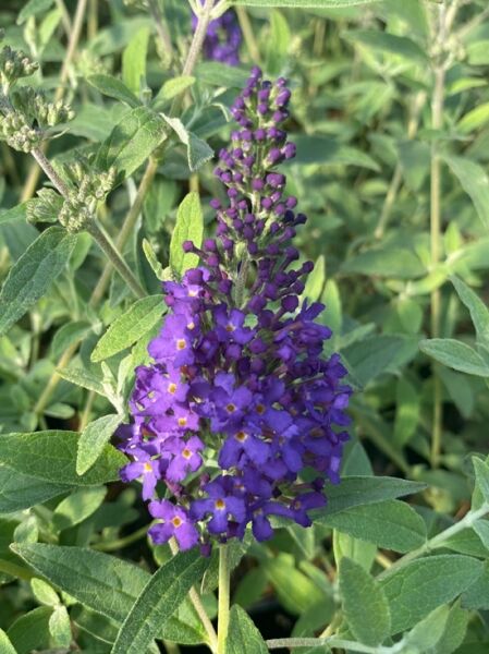 Zwerg-Sommerflieder Buddleja 'Buzz® Midnight' mit violettem Blütenstand und grünen, länglichen Blättern.