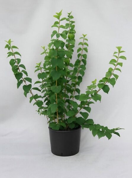Philadelphus 'Virginal' / Großblütiger Pfeifenstrauch 'Virginal', grüner Strauch im Topf, 125-150 cm, C12