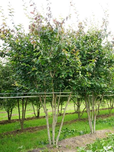 Parrotia persica (Eisenholzbaum) Parrotie „Schirmform“ 300–350 cm, mehrstämmiger Baum mit ausladender Krone und grünem Laub