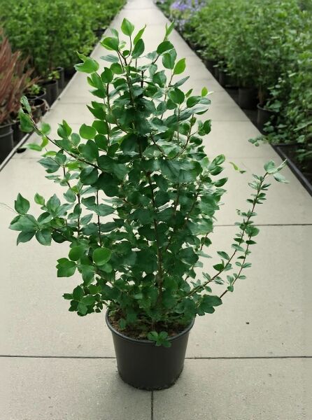 Viburnum burkwoodii 'Anne Russell' / Wintergrüner Duft-Schneeball 'Anne Russell', 80-100 cm, C20, im Topf mit grünem Laub