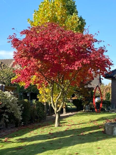 Eisenhutblättriger Ahorn &#039;Aconitifolium&#039; / Acer japonicum &#039;Aconitifolium&#039;